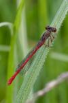 Ceriagrion tenellum