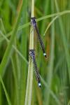 Ischnura elegans