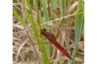 Crocothemis erythraea