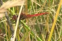 Sympetrum fonscolombii