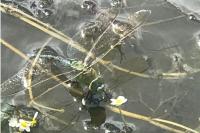 Anax imperator