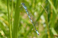 Coenagrion scitulum