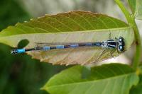 Coenagrion mercuriale