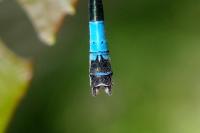 Coenagrion mercuriale