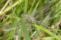 Gomphus pulchellus