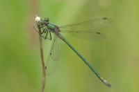 Lestes sponsa