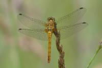 Sympetrum sanguineum