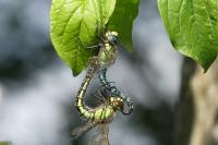Brachytron pratense