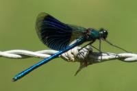 Calopteryx splendens