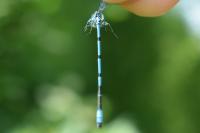 Coenagrion puella