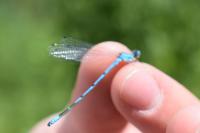 Coenagrion puella