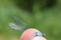 Coenagrion puella