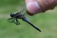 Orthetrum cancellatum