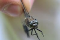 Orthetrum cancellatum