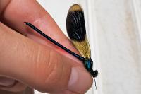 Calopteryx splendens