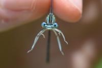 Platycnemis pennipes