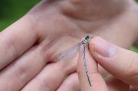 Platycnemis pennipes