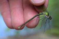 Calopteryx splendens
