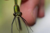 Calopteryx splendens