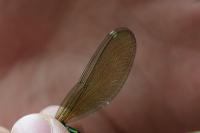 Calopteryx splendens