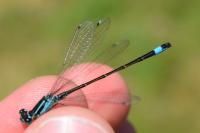 Ischnura elegans