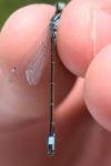 Ischnura elegans