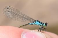 Ischnura elegans