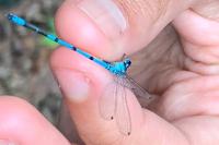 Coenagrion puella