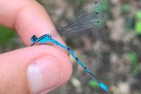 Coenagrion puella