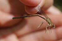 Sympecma fusca