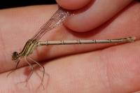 Sympecma fusca