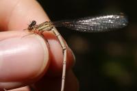 Sympecma fusca