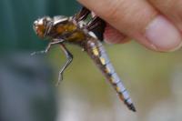 Libellula depressa