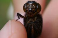 Libellula depressa