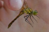 Sympetrum sanguineum