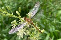 Sympetrum sanguineum