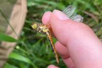 Sympetrum sanguineum