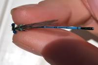Platycnemis pennipes