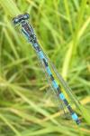 Coenagrion mercuriale