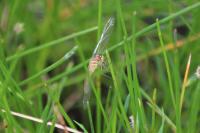 Sympetrum meridionale