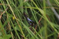Orthetrum cancellatum