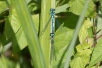 Coenagrion puella