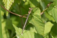 Platycnemis pennipes