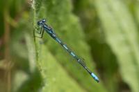 Coenagrion scitulum