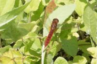 Crocothemis erythraea