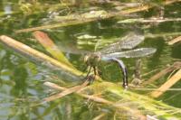 Anax imperator