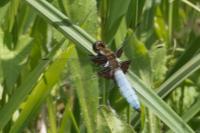 Libellula depressa