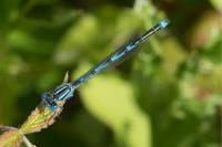 Erythromma lindenii