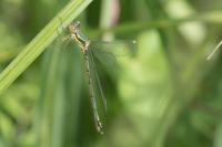 Chalcolestes viridis