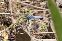 Orthetrum brunneum